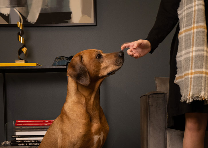 A dog being pet on the nose by a hand